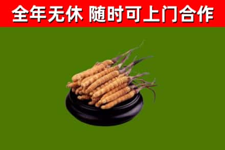 张家界回收冬虫夏草