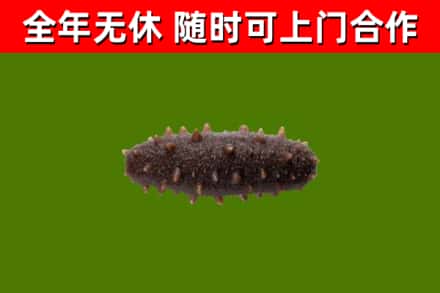 张家界回收海参干